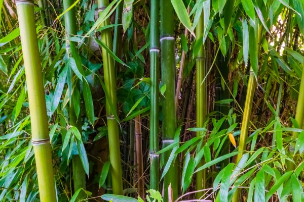 Cost of Bamboo Trimming in Tempe