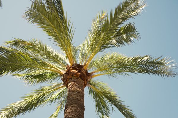 Cost of Palm Tree Pruning in Tempe