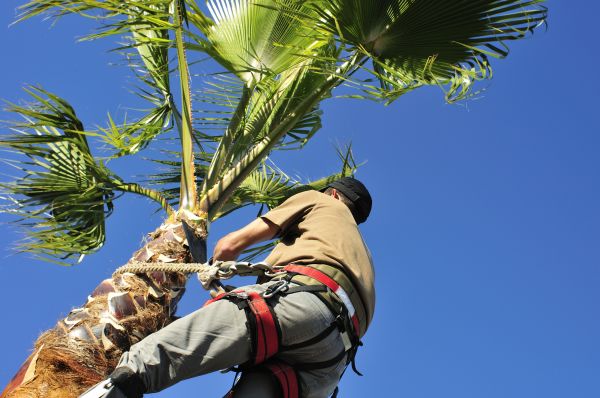 Cost of Palm Tree Trimming in Tempe