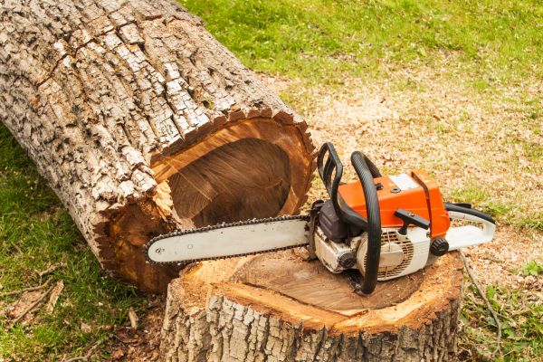 Cost of Tree Cutting Service in Tempe