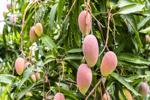 Cost of Mango Tree Trimming in Tempe