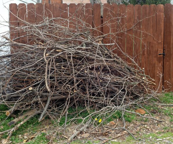 Cost of Dead Branch Removal in Tempe