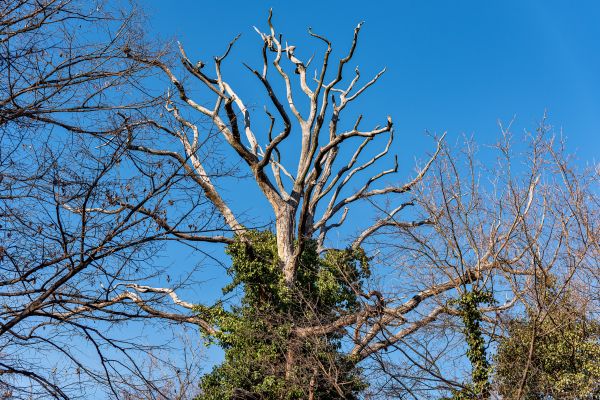Cost of Deadwood Removal in Tempe