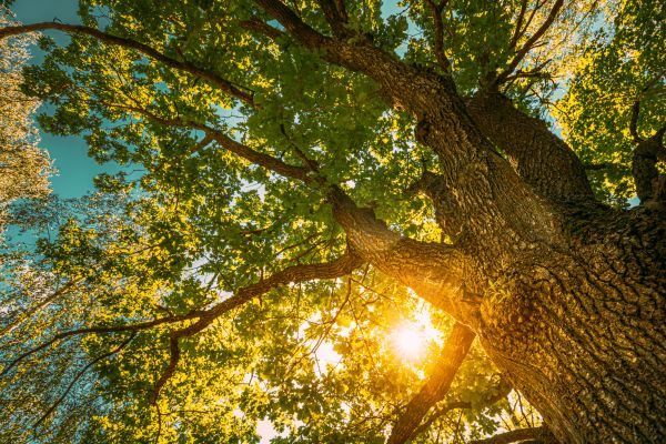 Cost of Oak Tree Pruning in Tempe