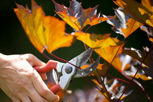Cost of Maple Tree Pruning in Tempe