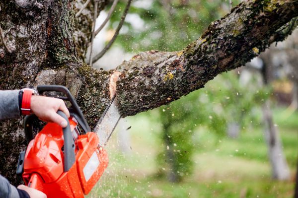 Cost of Tree Limbs Removal in Tempe