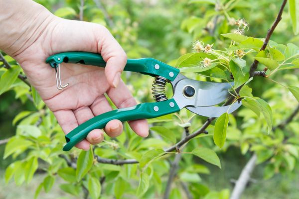 Cost of Pear Tree Pruning in Tempe