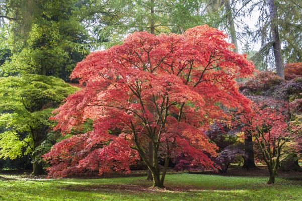 Cost of Japanese Maple Pruning in Tempe