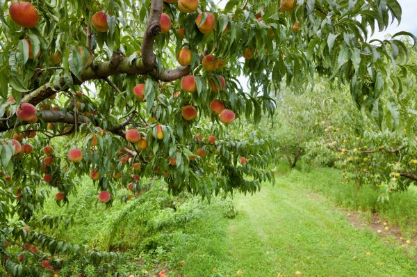 Cost of Peach Tree Pruning in Tempe
