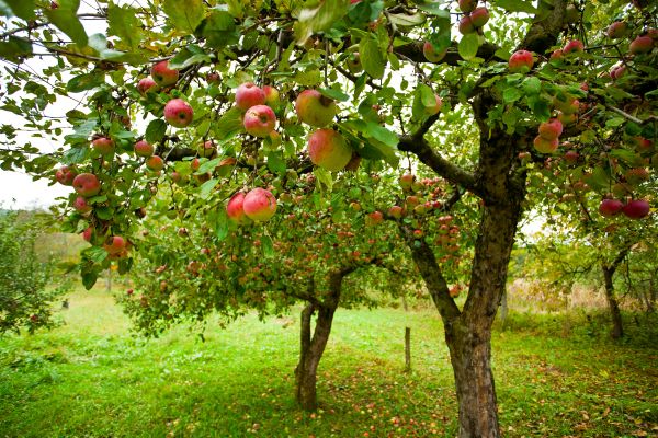 Cost of Apple Tree Pruning in Tempe