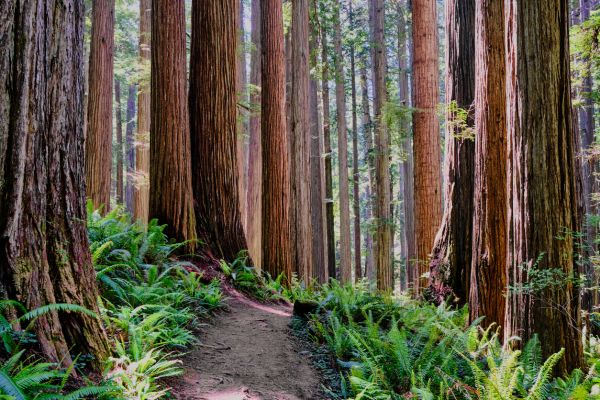 Cost of Redwood Tree Trimming in Tempe