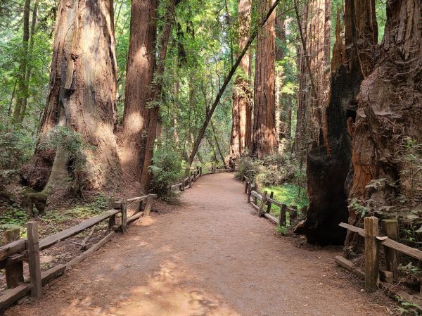 Cost of Redwood Tree Pruning in Tempe