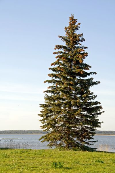 Cost of Spruce Tree Pruning in Tempe