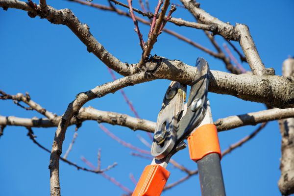 Cost of Peach Tree Trimming in Tempe