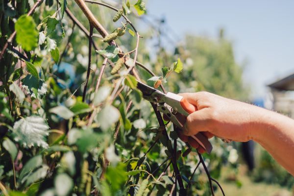 Cost of Birch Tree Pruning in Tempe