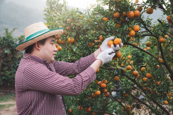 Cost of Orange Tree Pruning in Tempe