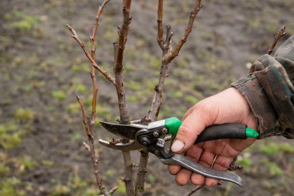 Cost of Pear Trees Pruning in Tempe
