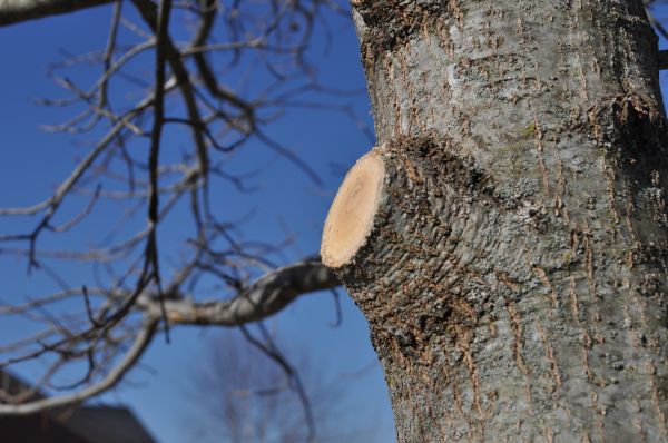 Cost of Limb Pruning in Tempe