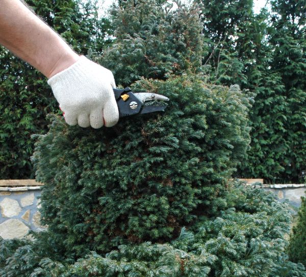 Cost of Ornamental Tree Trimming in Tempe