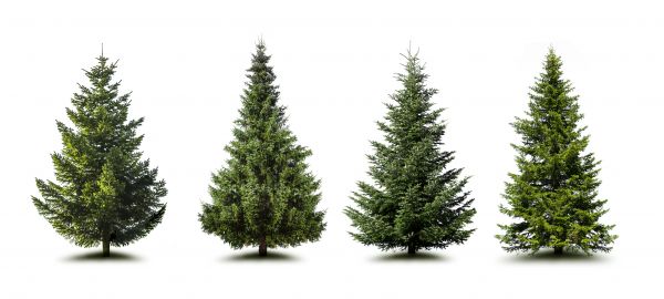 Cost of Pine Tree Trimming in Tempe
