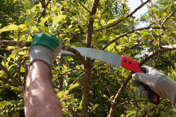 Cost of Apple Tree Trimming in Tempe