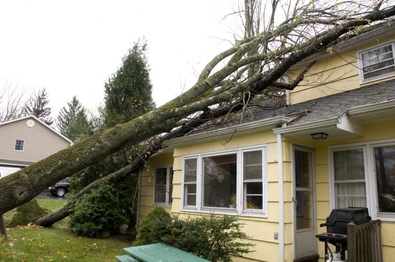 Fallen Tree on Roof