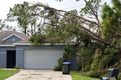 Storm-Induced Tree Fall