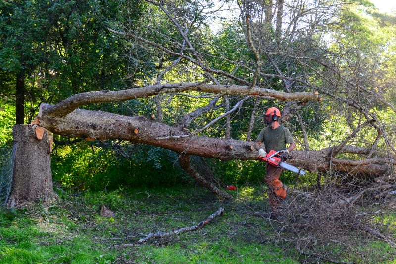Large Tree Being Dismantled