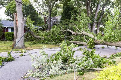 Tree Removal Near Power Lines