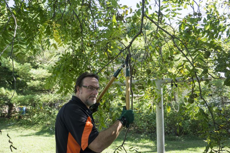 Tree Maintenance Service detail