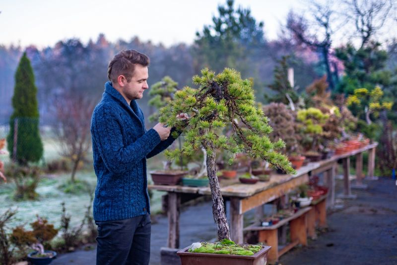 Japanese Maple Pruning