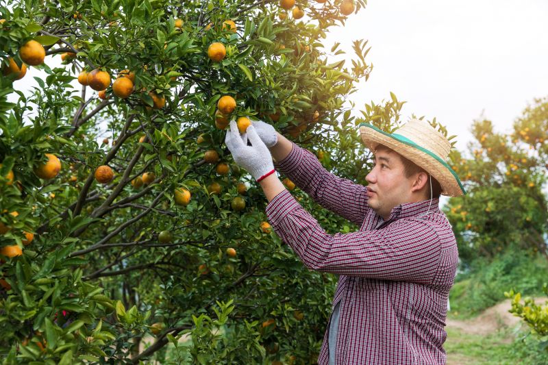 Orange Tree Pruning