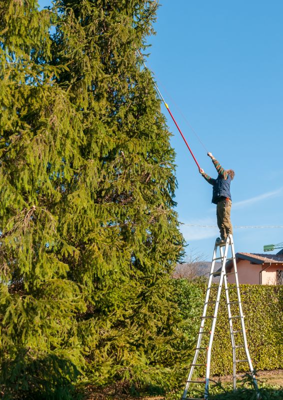 Tree Inspection and Care
