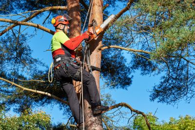 Arborist with Pruning Tools