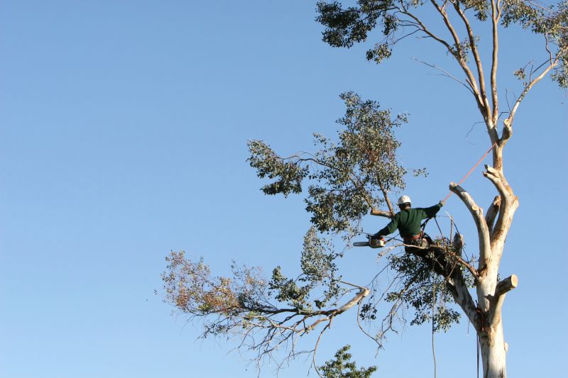 Arborist Climbing Trees