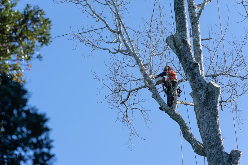 Arborist at Work