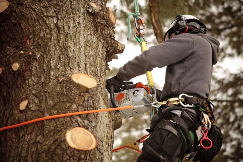 Tree Trimming Equipment