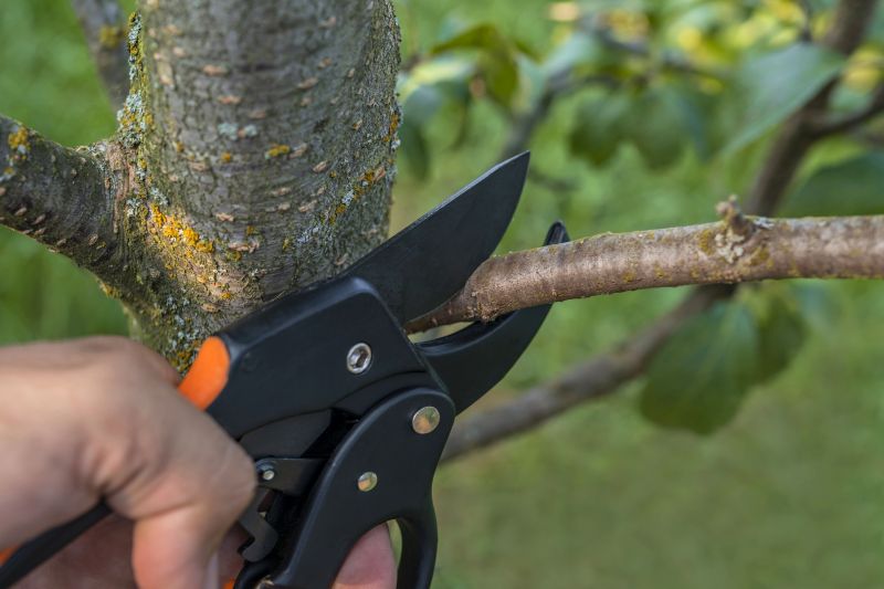 Healthy Tree Trimming