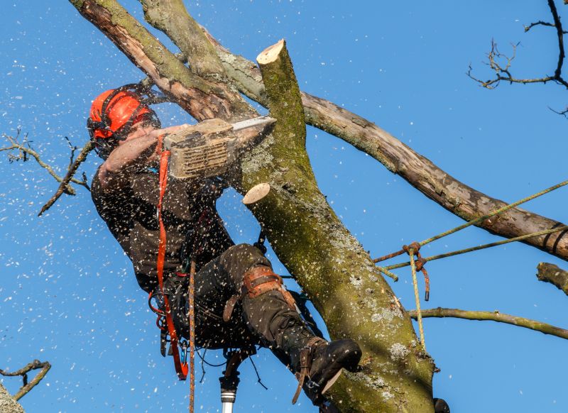 Tree Trimming Crew at Work